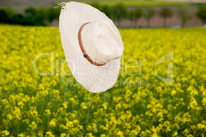 Straw hat flies in rape field