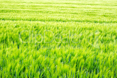 Cornfield in spring