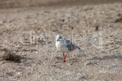 Seagull walking on sand