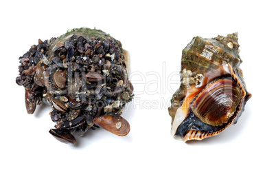 Veined rapa whelk covered with small mussels