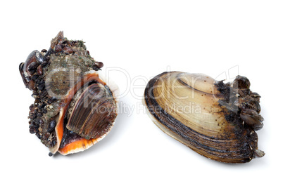 Veined rapa whelk and river mussels (anodonta)