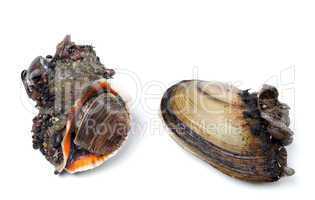 Veined rapa whelk and river mussels (anodonta)
