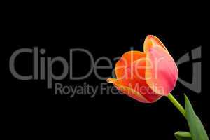 Tulip isolated on black background