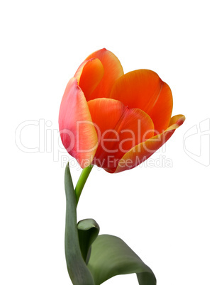 Red tulip