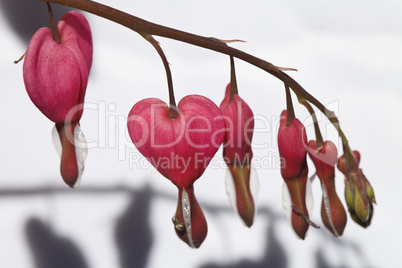 Bright pink heart a flower