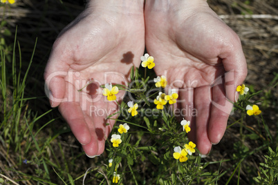 Field flowers in hands of the person