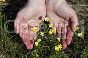 Field flowers in hands of the person