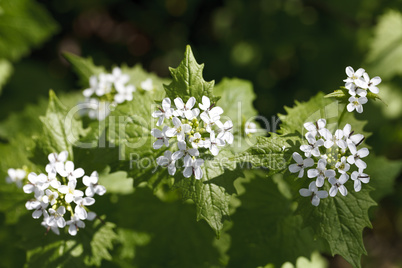 Small wild white flowers