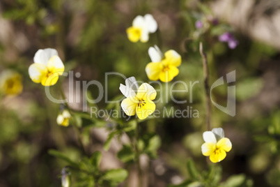 Beautiful yellow field flowers