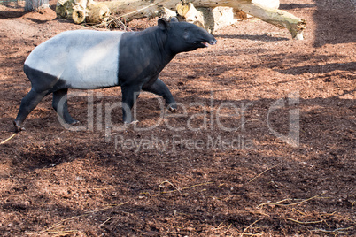 Malayan tapir, Tapirus indicus