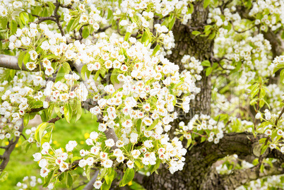 Kirschblüte im Alten Land, Deutschland
