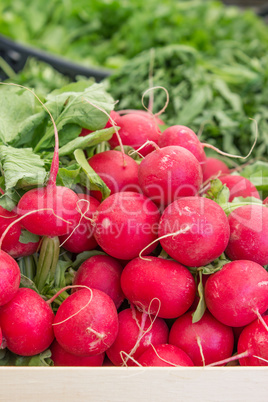 fresh radishes