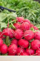 fresh radishes