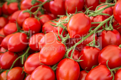 fresh tomatoes