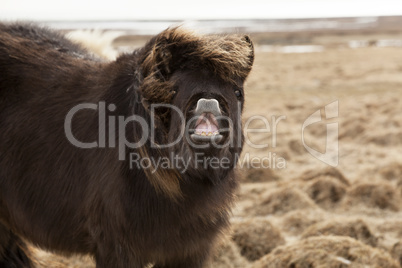 Laughing Icelandic pony on a meadow