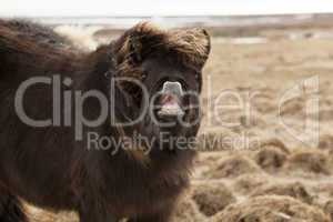 Laughing Icelandic pony on a meadow