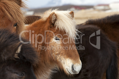 Icelandic horse in a herd