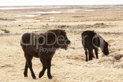 Laughing Icelandic pony on a meadow