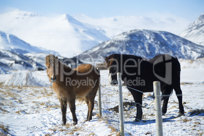 Two Icelandic horses on a meadow in winter