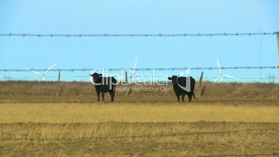 Grazing Black Bulls