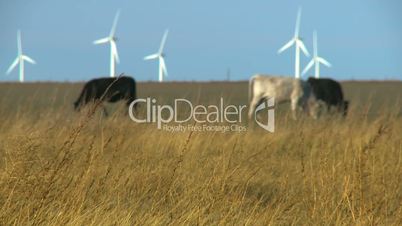 Livestock Grazing Cattle, Rack Focus