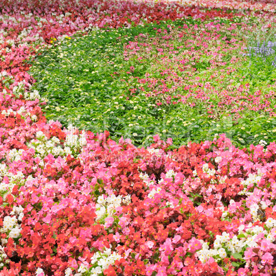 bright summer flowers