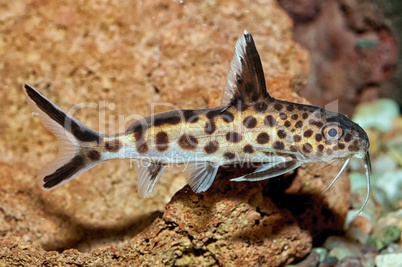 Synodontis