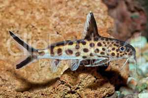 Synodontis