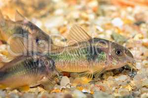 Corydoras