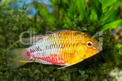 Apistogramma