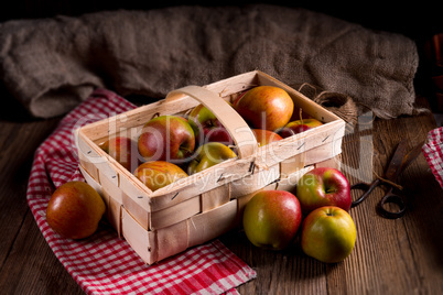 autumn Apple