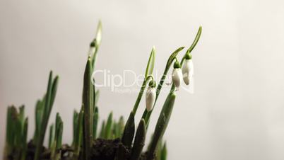 snowdrops open up their blossoms