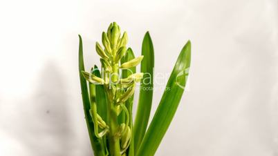 growing white hyacinth Christmas flower