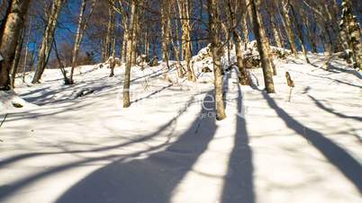 shadows of trees in winter forest