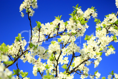 Blossoming tree of plum and blue sky