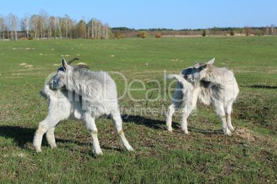 goats scratching themself simultaneously on the pasture