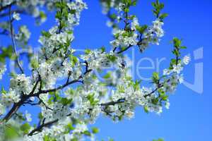 Blossoming tree of plum and blue sky