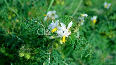 Whit color flower with green leafs background