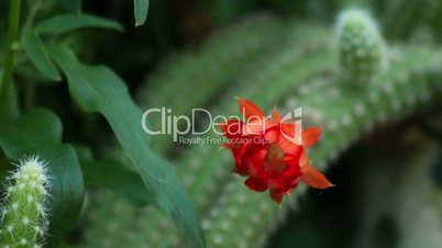 cactus flower open up their blossoms