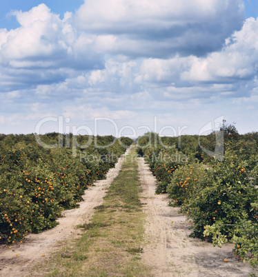 Orange Trees