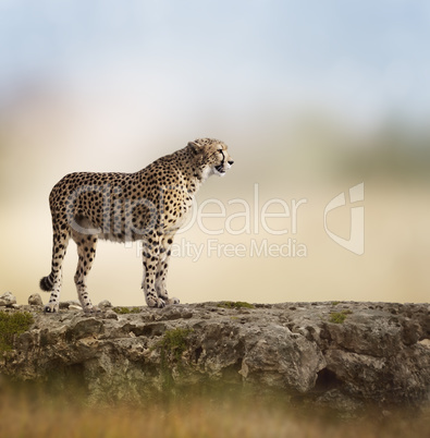 Cheetah