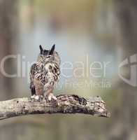 Great Horned Owl