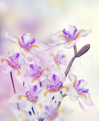 Orchid Flowers