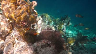 Topical saltwater fish ,clownfish - Coral reef in the Maldives, Anemonefish