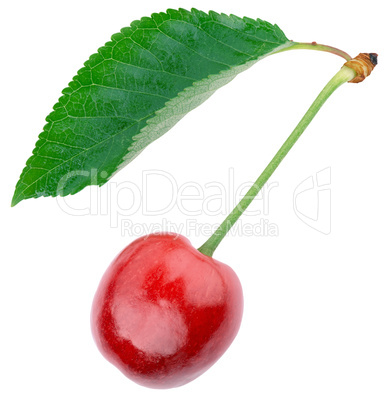 ripe cherries with green leaf