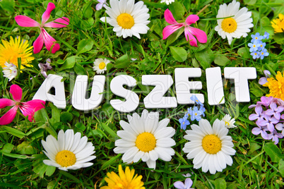 Auszeit auf Blumen Wiese