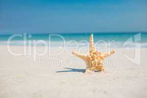 Starfish in the sand on the beach