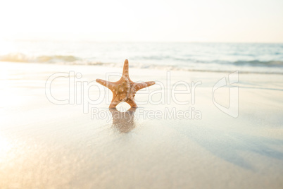 Starfish on the sand