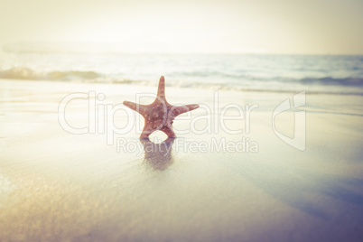 Starfish on the sand