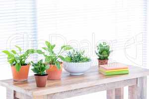 Green plan on table with book